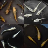 Medaka pacchetto (leggere descrizione)