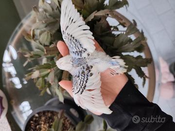 Cocorita pappagallo da allevare a mano