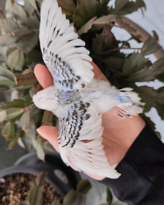 Cocorita pappagallo da allevare a mano