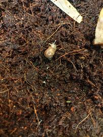 5 lumache Achatina fulica