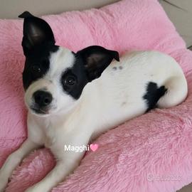 Magghi cucciola adorabile