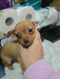 Cucciolo di chihuahua