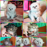 Gatto persiano cucciolo