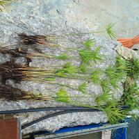 piante di falso papiro