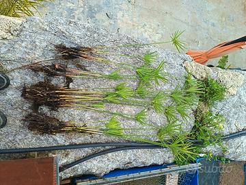 piante di falso papiro