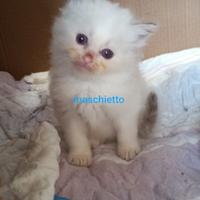 Ragdoll maschietto