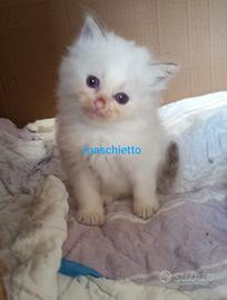 Ragdoll maschietto