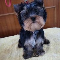 Yorkshire terrier femmina in pronta consegna