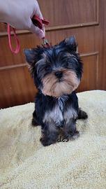 Yorkshire terrier femmina in pronta consegna