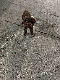 Lagotto Romagnolo