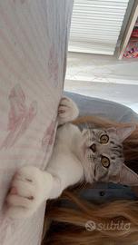 Gattina di un anno