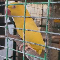 Femmina parrocchetto dal collare