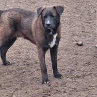 Cucciolo taglia media