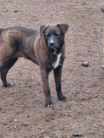 Cucciolo taglia media