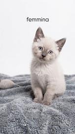 Gattini Siamese