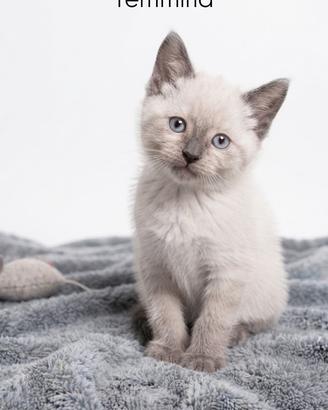 Gattini Siamese