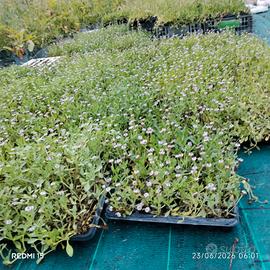 lippia nodiflora