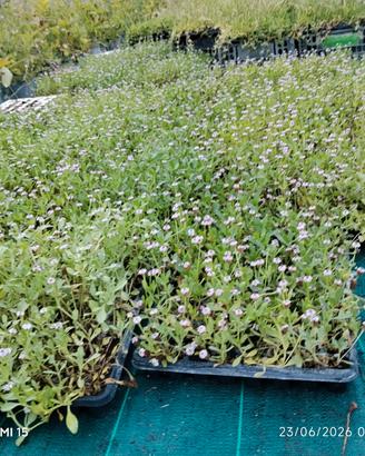 lippia nodiflora