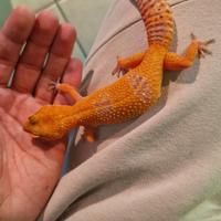 Geco leopardino tangerine