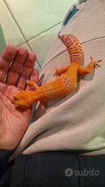 Geco leopardino tangerine