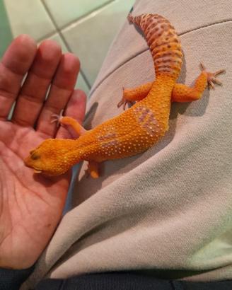Geco leopardino tangerine