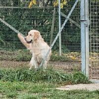 Golden retriever