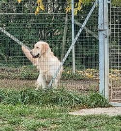 Golden retriever