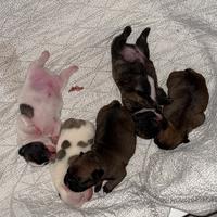 Bulldog francese