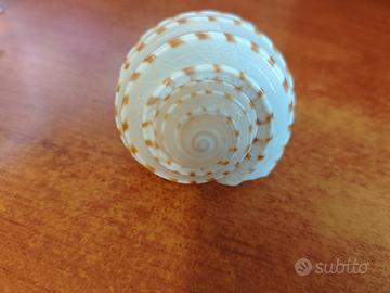conchiglia da ornamento o collezione 
