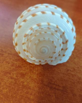 conchiglia da ornamento o collezione 