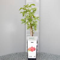 PIANTE DI LAMPONI RIFIORENTI 