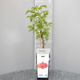 PIANTE DI LAMPONI RIFIORENTI 