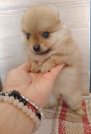 Spitz tedesco nano
