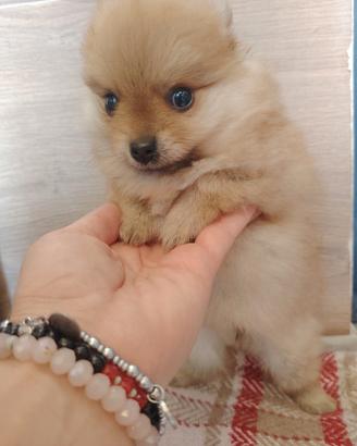 Spitz tedesco nano
