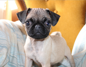 Cucciolo di carlino con pedigree Enci