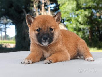 Cucciola femmina di Shiba Inu rosso