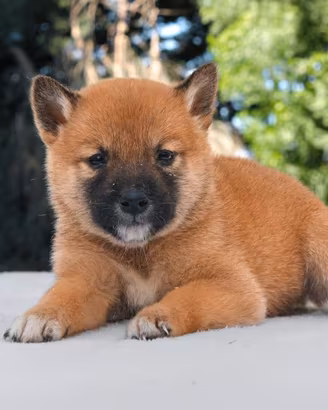 Cucciola femmina di Shiba Inu rosso