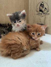 Cuccioli Maine Coon con pedigree AFeF
