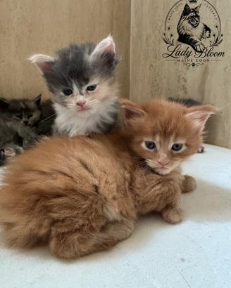 Cuccioli Maine Coon con pedigree AFeF