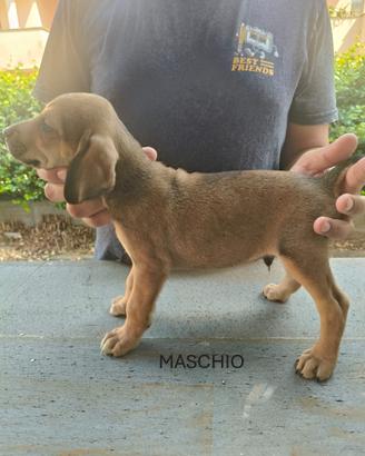 Cuccioli di segugio maremmano