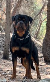 Rottweiler per Monta