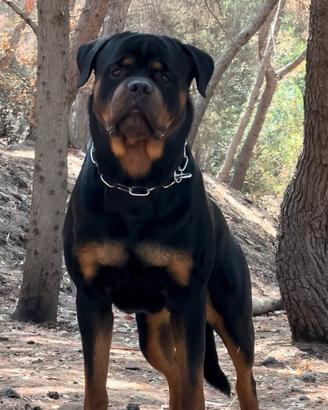 Rottweiler per Monta