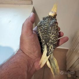 Calopsitte allevata a mano