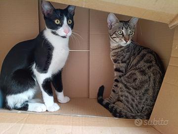 coppia gattini 
