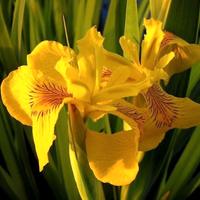 Iris Giallo Pseudacorus pianta d'acqua 