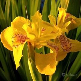 Iris Giallo Pseudacorus pianta d'acqua 