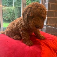 Cuccioli di barboncini toy maschio e femmina