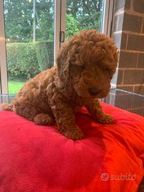 Cuccioli di barboncini toy maschio e femmina