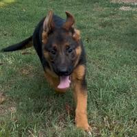 Cucciola di pastore tedesco