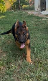 Cucciola di pastore tedesco